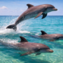 What is the Best Time of Year to See Dolphins on Panama City Beach Dolphin Cruises?
