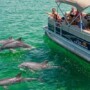 How Likely Am I to See Dolphins on a Cruise in Florida?