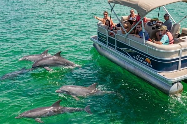 How Likely Am I to See Dolphins on a Cruise in Florida