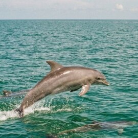 Is a Dolphin Cruise Good For a Date Night