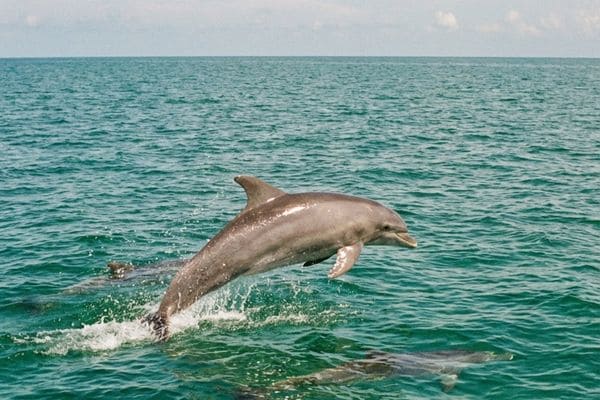 Is a Dolphin Cruise Good For a Date Night