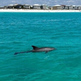 Why Is The Emerald Coast One Of The Best Places To See Dolphins