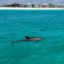Why Is The Emerald Coast One Of The Best Places To See Dolphins?