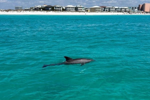 Why Is The Emerald Coast One Of The Best Places To See Dolphins