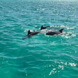 Can You Swim With Dolphins On A Dolphin Cruise?