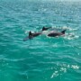 Can You Swim With Dolphins On A Dolphin Cruise?