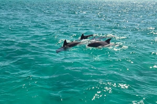 Can You Swim With Dolphins On A Dolphin Cruise?