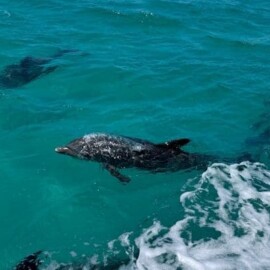 How Can You Avoid Seasickness On A Dolphin Cruise?