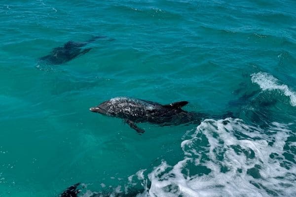 How Can You Avoid Seasickness On A Dolphin Cruise?