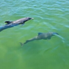 What Makes My Dolphin Cruise Experience Unique In Destin?