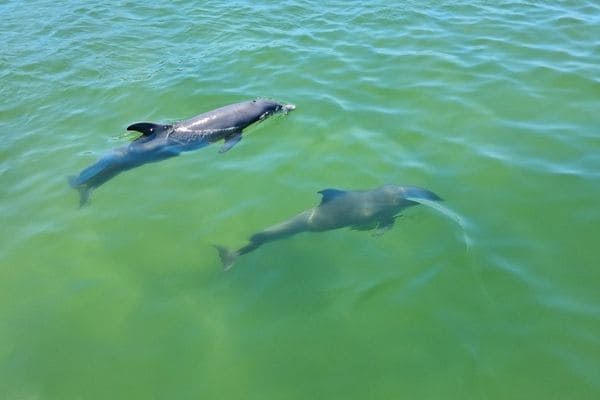 What Makes My Dolphin Cruise Experience Unique In Destin?