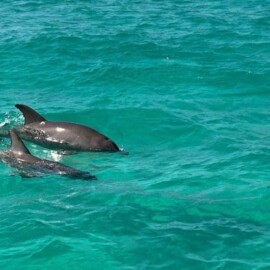 What Should You Know Before Booking Your First Dolphin Cruise?