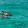 What Should You Know Before Booking Your First Dolphin Cruise?