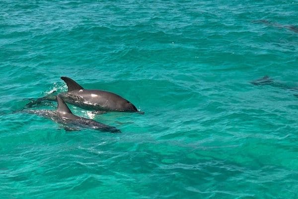 What Should You Know Before Booking Your First Dolphin Cruise?