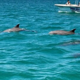 Is A Dolphin Cruise Safe For Young Children Or Babies?