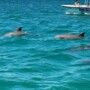 Is A Dolphin Cruise Safe For Young Children Or Babies?