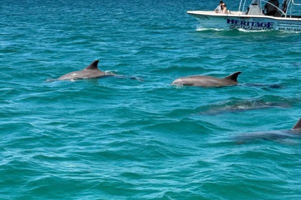 Is A Dolphin Cruise Safe For Young Children Or Babies?
