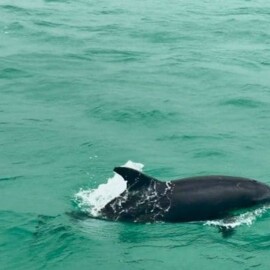 Why Is A Dolphin Cruise In Panama City Beach One Of The Best Family Activities On The Gulf Coast?