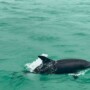 Why Is A Dolphin Cruise In Panama City Beach One Of The Best Family Activities On The Gulf Coast?
