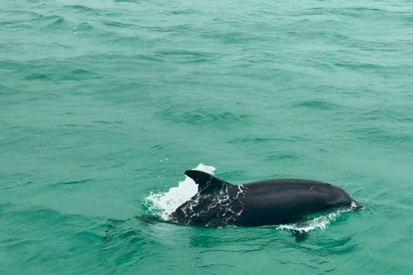 Why Is A Dolphin Cruise In Panama City Beach One Of The Best Family Activities On The Gulf Coast?
