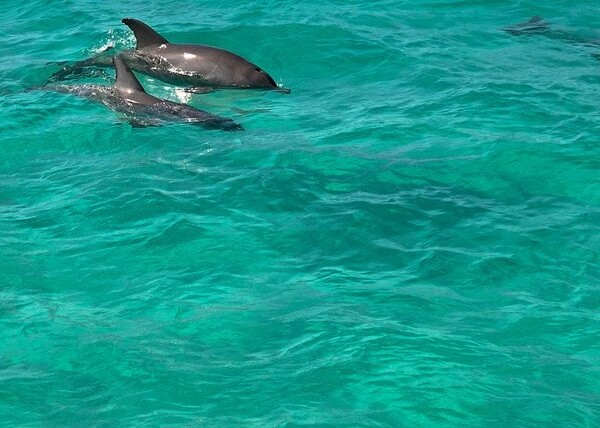 What Is The Best Time Of Day For A Dolphin Cruise In Destin?
