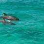 What Is The Best Time Of Day For A Dolphin Cruise In Destin?