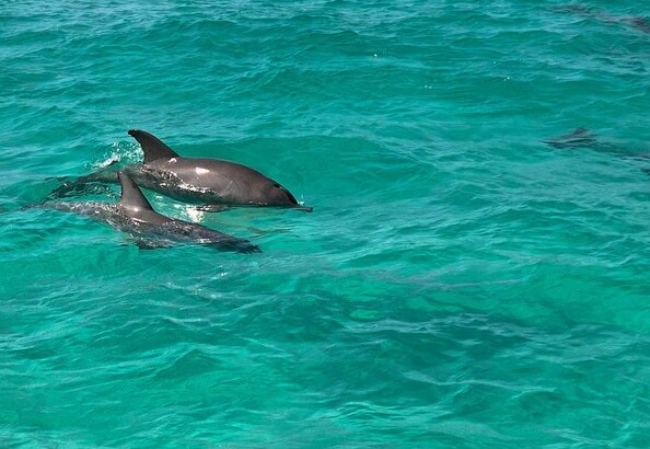 What Is The Best Time Of Day For A Dolphin Cruise In Destin?