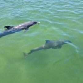What Is The Difference Between A Dolphin Cruise And A Snorkeling Tour In Destin?