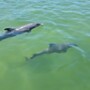 What Is The Difference Between A Dolphin Cruise And A Snorkeling Tour In Destin?