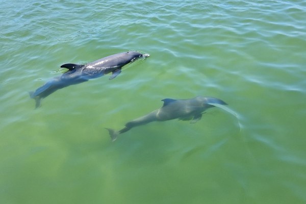 What Is The Difference Between A Dolphin Cruise And A Snorkeling Tour In Destin?