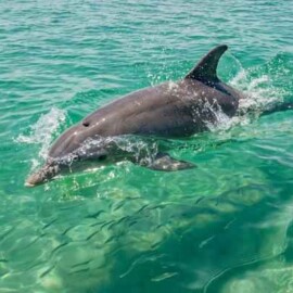 What Should You Wear And Bring On A Dolphin Cruise In Destin?