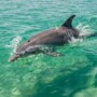 What Should You Wear And Bring On A Dolphin Cruise In Destin?