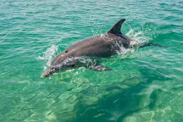 What Should You Wear And Bring On A Dolphin Cruise In Destin?
