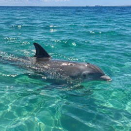 How Can You Take Great Photos On A Dolphin Cruise In Destin?