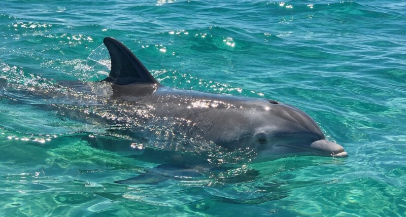 How Can You Take Great Photos On A Dolphin Cruise In Destin?