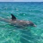 How Can You Take Great Photos On A Dolphin Cruise In Destin?